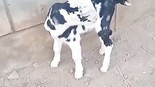 Male goats for sale in Pakistan
