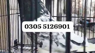 Pigeon for sale in Pakistan 13