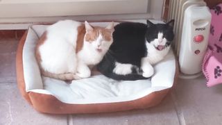 Synchronized Cats 2