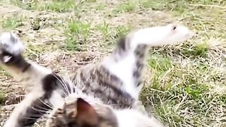 Танцующий кот 3