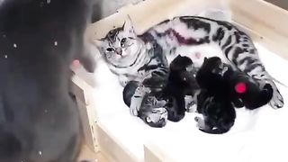 Cat sosweet