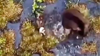 Wild life wild fighter 3