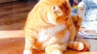 Gatos safados e levados
