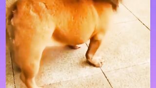 fnny loin