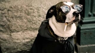 Funniest Animals Video - Funny Dogs And Cats - Try Not To Laugh Animals 2022