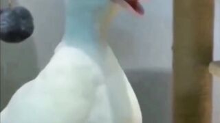 Video Lucu Bikin Ngakak
