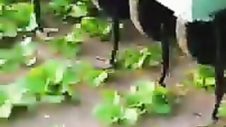 Vegetable weeding equipment- Good tools and machinery make work easy.