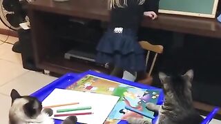 Teaching Cat to draw