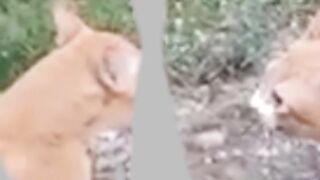 cute cat fight