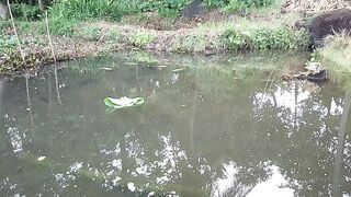Wow ikan gurame albino tumbuh sehat dengan pakan alami di kolam