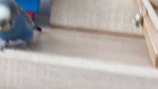 Кешины игры