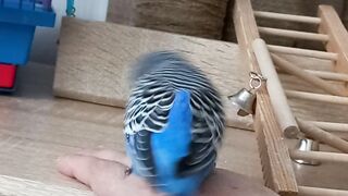 Кешины игры 2