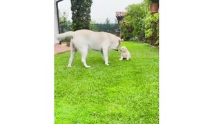 lovely dog