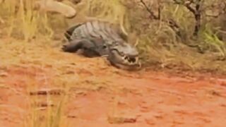 lion vs crocodile