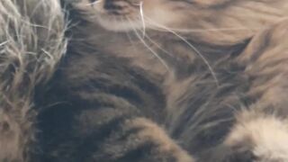 relaxing cat