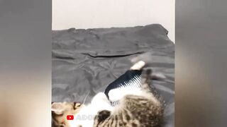 Fanny Cats