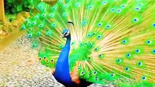 Beautyful bird in the world ! ????
