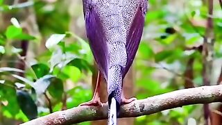 the world's most expensive bird sightings ????