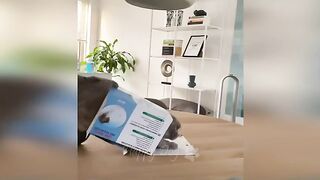 Funny video