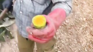 how to eat cactus fruit in the flower
