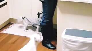 The dog looks very hungry???? laughed for 10 min before post ????