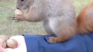 How cute is this squirrel
