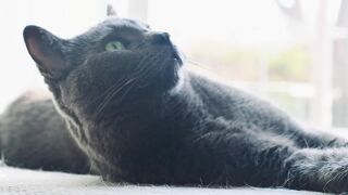 Lazy Sweet Black Cat????