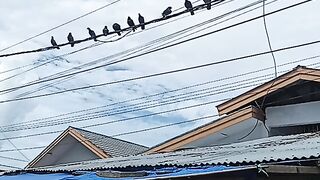 BirdVoltage