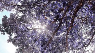"A Symphony of Seasons: Nature's Ever-changing Melody"