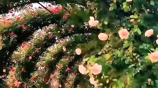 So Beautiful 2