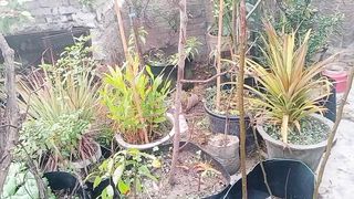 سردیوں میں پودوں کی حفاظت