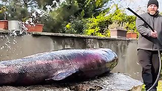 I Cooked the Biggest Fish of My Life!???? Wow, that's a Real Sea Monster!