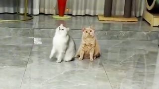 During sports training sessions, Orange Cat are always affected