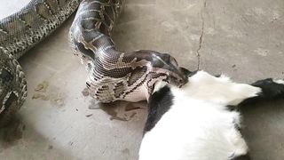 Cobra Swallowing a big goat. Surprising Indeed!
