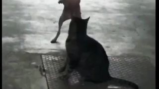 Unique and Hilarious Behavior of Cats