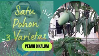 Satu Pohon 3 Varietas Mangga