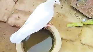Pigeon in my home in village