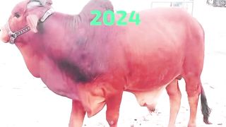 Bull for sale in Pakistan 2