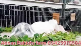 Rabbit for sale in Pakistan