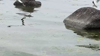 разборки чаек на Финском заливе)))
