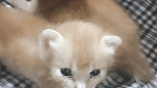 duo little cat