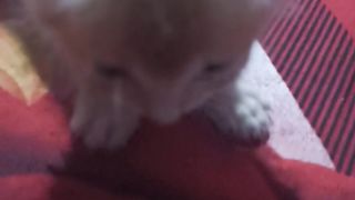 cat funny moment