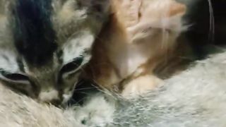 the little cat is breastfeeding