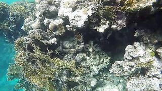 Рыбачьте среди кораллов в прозрачной воде. Видео замедлено вчетверо.