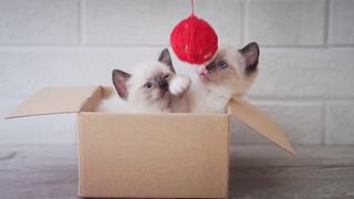 Whisker Wonders: A Comedy Compilation of Cat Capers