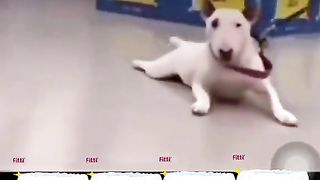 Like a dog