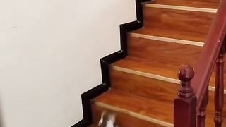 Прикоди