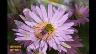 Flowers photo collection. Spring season. Music and photography @Stan Lihai