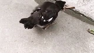 A baby bird tries to eat a worm