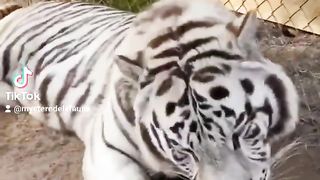Tigrou